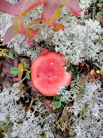 Источник: Илья Иванов