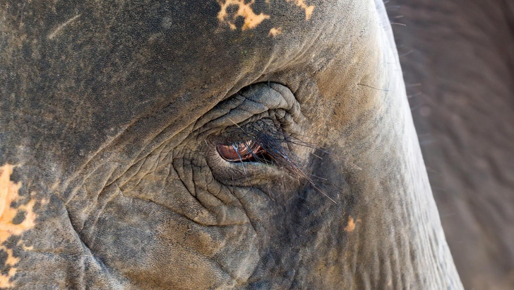 Ритуал скорби: зоологи в Индии впервые увидели, как слоны прощаются с умершим детенышем