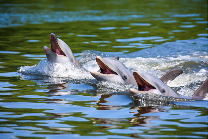 Откуда дельфины берут пресную воду?