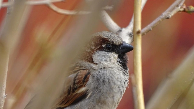 Воробей — ловкий, юркий и смышленый птах | Источник: Роман Харин