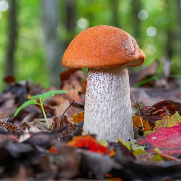 Подосиновик | Источник: Liubomyr Tryhubyshyn&nbsp;via&nbsp;Shutterstock/Fotodom.ru