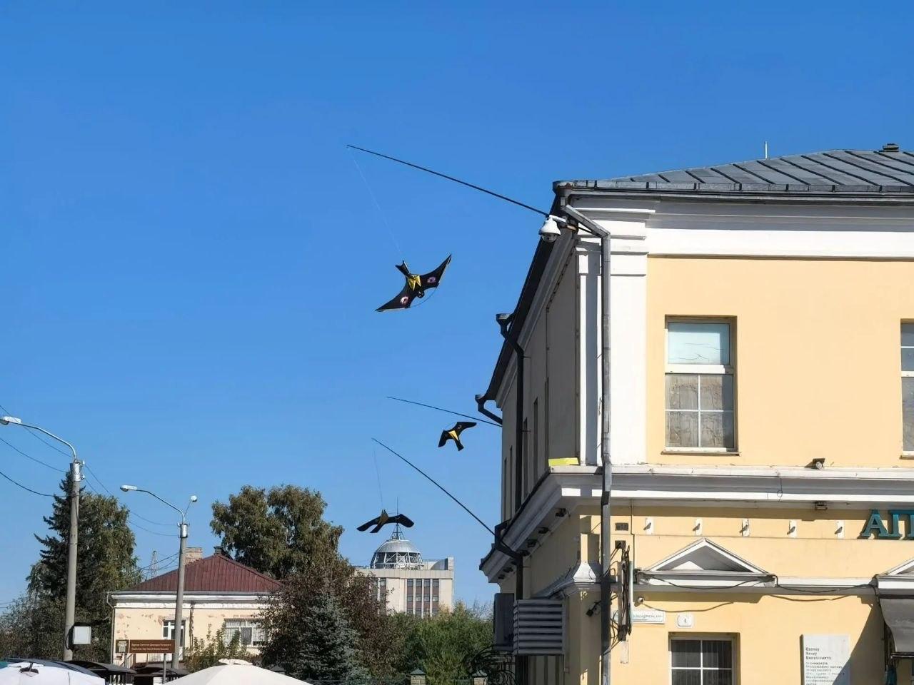 Необычный способ борьбы с голубями сняли на видео в Барнауле
