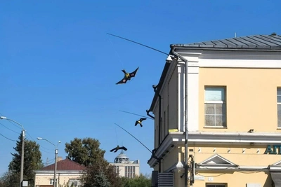 В Барнауле голубей отпугивают воздушные змеи