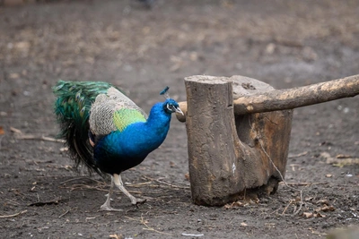 Bold peacock roams near Volgograd: experts assess survival odds and explain capture