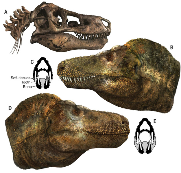 Мягкие яйца и пухлые губы: 10 главных открытий о динозаврах 2023 года