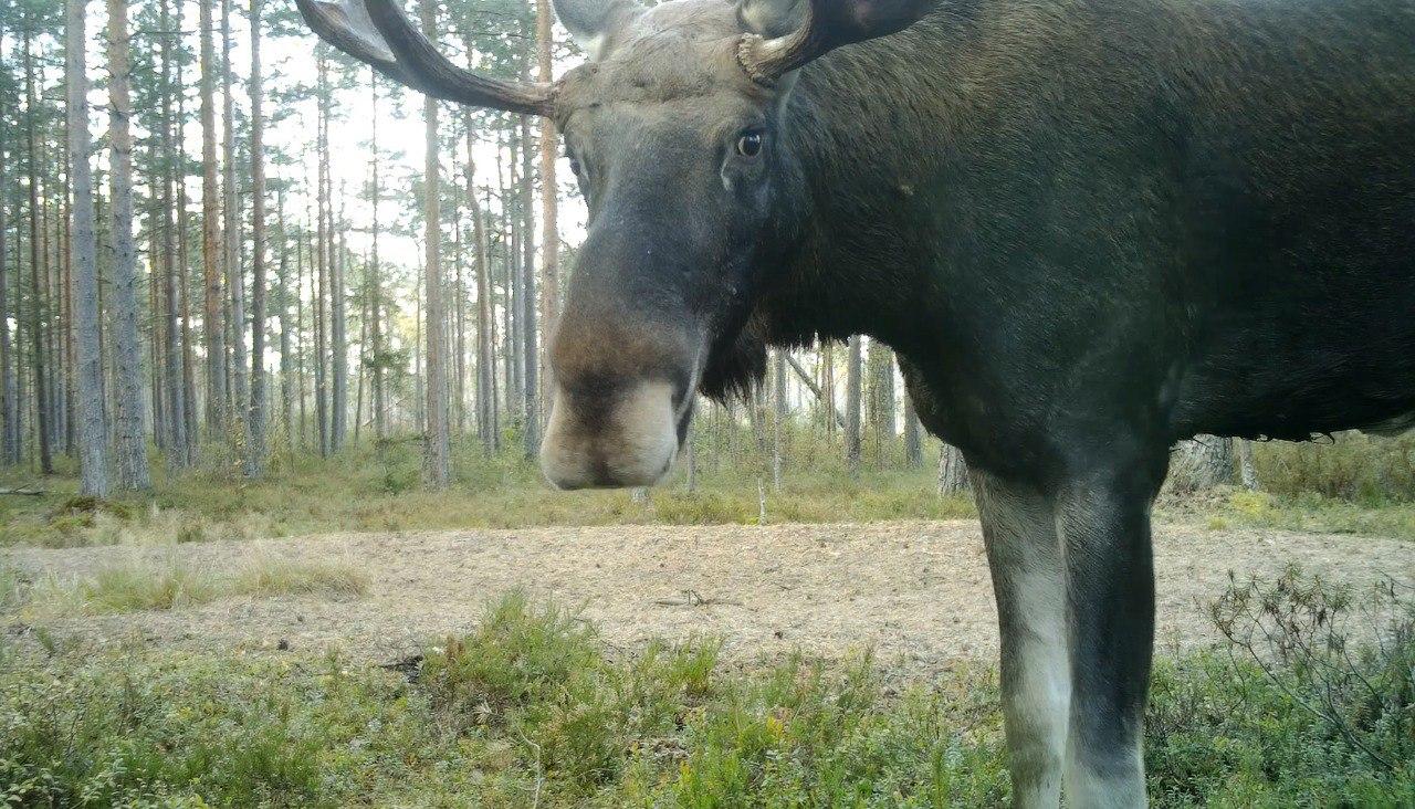 «Жених-рогоносец» заглянул в фотоловушку в Ленобласти и пококетничал 