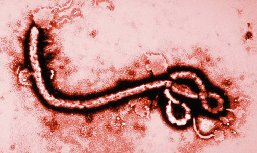 Фото №1 - Риск завоза лихорадки Эбола в Россию есть, считает петербургский врач