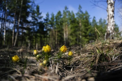 Омичам ограничат посещение лесов с апреля