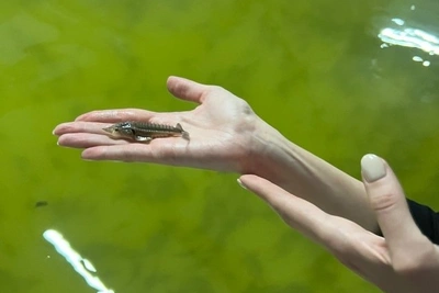 Ферма в Чите выращивает осетров весом до 2,5 кг