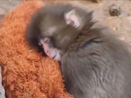 Плюшевый орангутан заменил ему мамины объятия: брошенный малыш макаки прижимает игрушку к себе и не расстается с ней