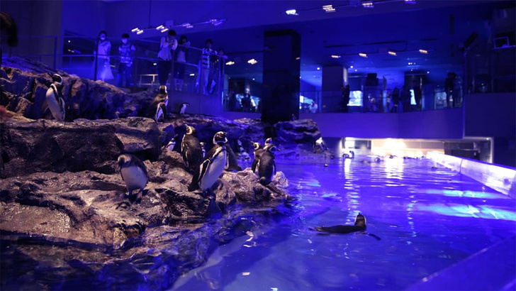 Вместо сериала: сложная схема отношений пингвинов в зоопарке