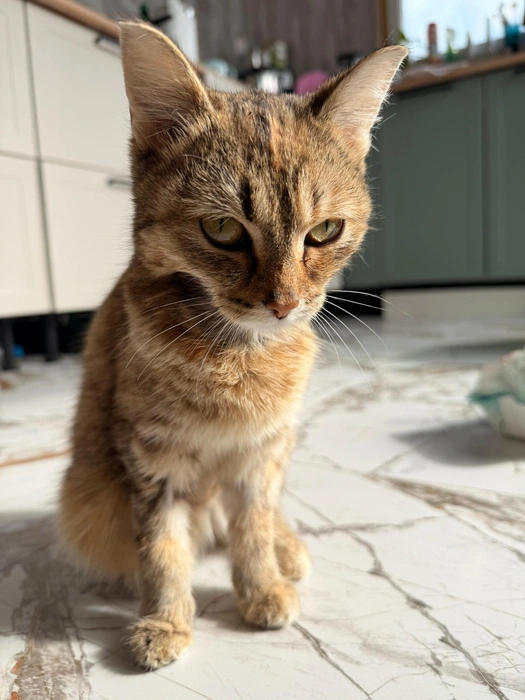 Источник: Кото-кафе «Котофейня» / Vk.com