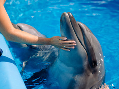 Прирученных дельфинов выбросили в море — у владельца не осталось «ни копейки». Кто их спасет?