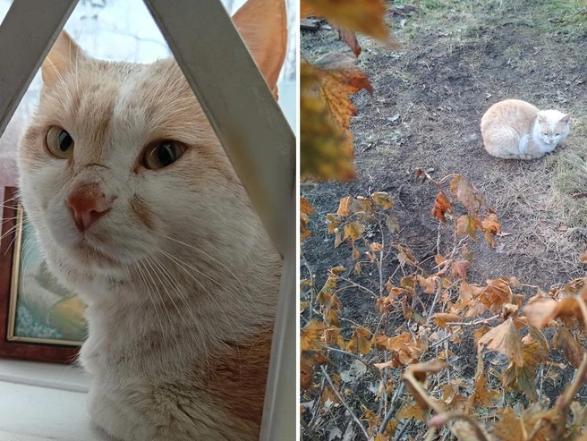 Животное оставили без присмотра в осенний сезон на дачной территории. | Источник: «Наследие Бастет» / «ВКонтакте»