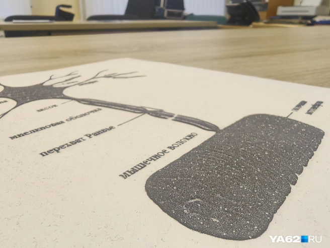 На специальном принтере можно напечатать объемное тактильное изображение для слабовидящих | Источник: Кристина Мельникова / YA62.RU