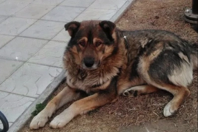 Neighbors Defend Stray Dog After Chita Resident's Capture Campaign