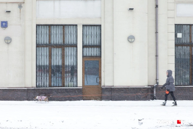 Владельцы питомцев уже утеплили своих четвероногих друзей | Источник: Дмитрий Толстошеев / MSK1.RU