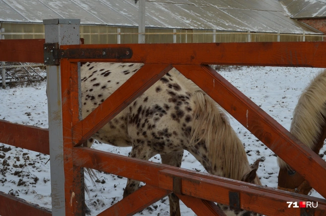 Есть даже лошади необычной масти | Источник: Максим Улитов / 71.RU