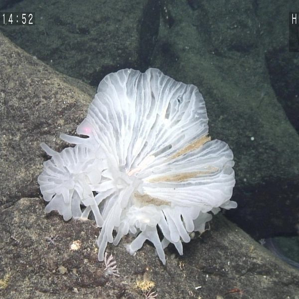 Источник: The Nippon Foundation-Nekton Ocean Census/©JAMSTEC