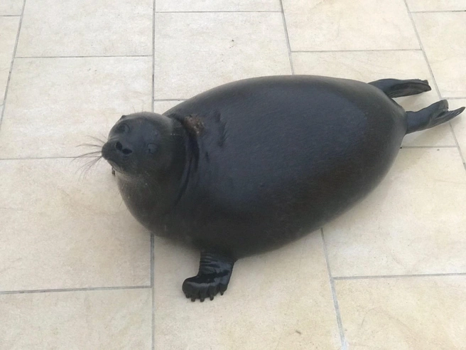 Фото vk.com/sealrescue Спасение тюленей 699–23–99