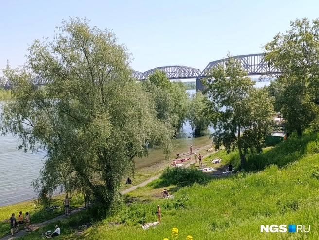 Летом прибрежная зона обычно превращается в зеленый пляж | Источник: Стас Соколов / NGS.RU