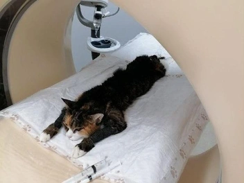 Перед облучением Аду обследовали на томографе | Источник: «АНО „Сиббиотех“&nbsp;— ЛЯИМ НГУ» / T.me