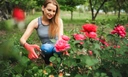 Как обрезать и чем подкормить розы — подробная инструкция от агронома