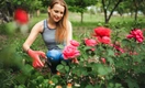 Как обрезать и чем подкормить розы — подробная инструкция от агронома