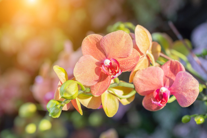 20 фактов об орхидеях