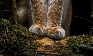 Внезапная рысь и милая летяга: полюбуйтесь на лучшие работы участников конкурса фотографий дикой природы Финляндии