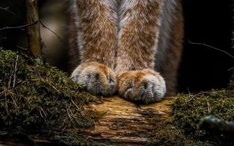 Внезапная рысь и милая летяга: полюбуйтесь на лучшие работы участников конкурса фотографий дикой природы Финляндии