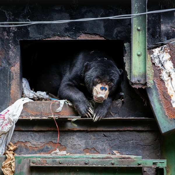 Бабочка устроилась на носу прячущегося от дождя в старой печи малайского медведя. Национальный парк Кэнгкрачан, провинция Пхетбури, Таиланд | Источник: Mogens Trolle / Wildlife Photographer of the Year 2025