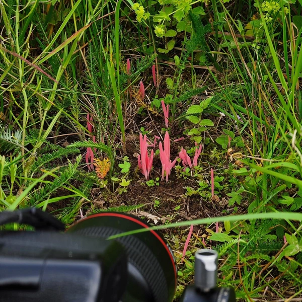 Источник: Антон Кубышкин / «Грибы и Грибники СПб» 