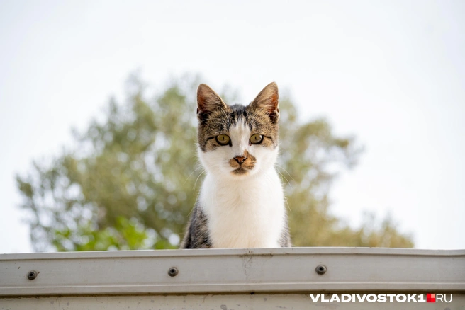 Источник: Елена Буйвол / VLADIVOSTOK1.RU