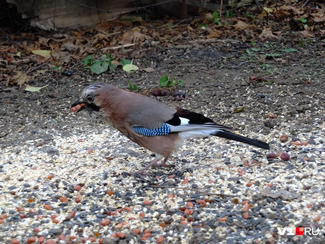 Природа рядом, даже если увидеть ее можно только среди деревьев и кустарников, прислушиваясь к мелодичным крикам редкой лесной пересмешницы | Источник: Константин Завриков / V1.RU