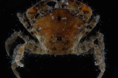 В Азовском море обнаружен краб-«невидимка» из Коннектикута