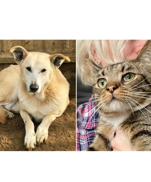 Котопёс недели: кот Мур-Мурыч и собака Баушна
