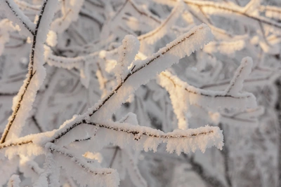 На Алтайский край обрушатся морозы до -34 градусов