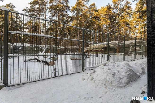 Ранее в зоопарке рассказывали, что новые вольеры будут просторнее прежних | Источник: Ольга Бурлакова