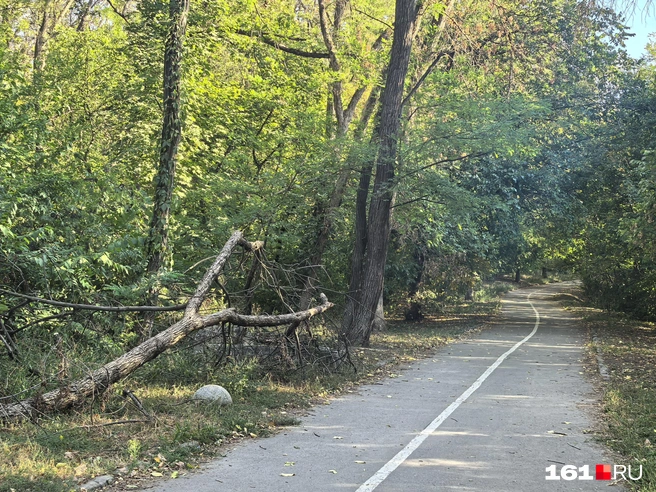 Упавшие деревья так и лежат | Источник: читатель 161.RU