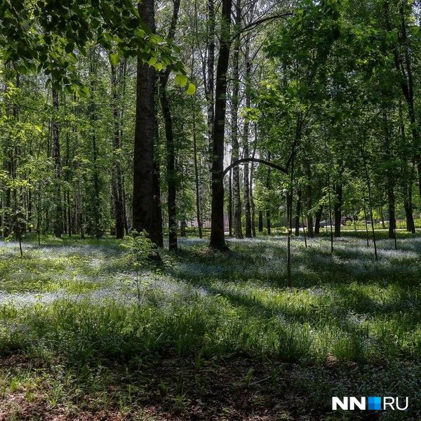 Источник: Наталья Бурухина / NN.RU
