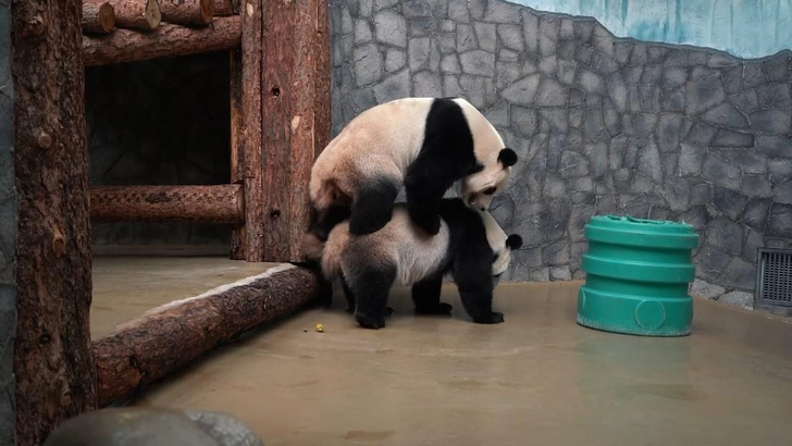 Диндин влюбилась в Жуи: посмотрите, как прошло первое свидание панд из Московского зоопарка