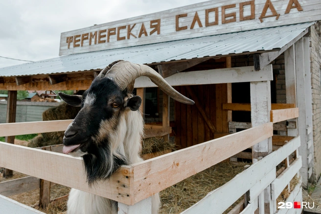 На ферме много разных животных&nbsp;— от кроликов до коз | Источник: Иван Митюшёв / 29.RU