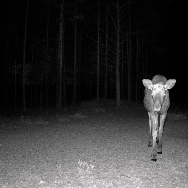 «Заинтересовалась чудо-техникой»: лосиха позировала перед камерой во Всеволожском районе Ленобласти | Источник: t.me/kazdoytvaripopare