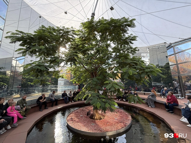 В первый год крона дерева была меньше, но она продолжает расти | Источник: Валерия Дульская / 93.RU