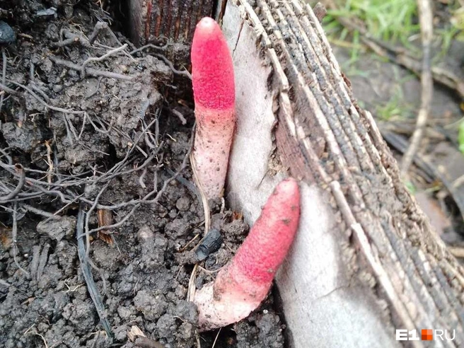 Споры этих грибов разносят мухи | Источник: читатель E1.RU