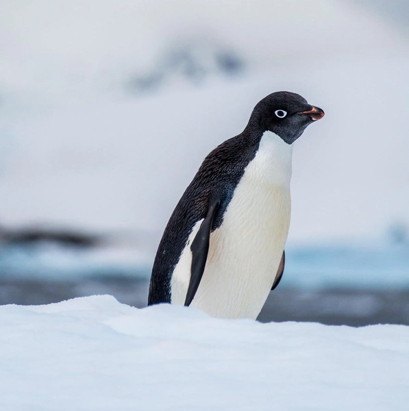 История покорила Сеть | www.starhit.ru