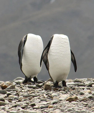 Самые смешные фото животных за ноябрь 2025 года