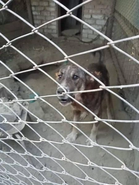 Житель Ставрополья замучил собак голодом в закрытой постройке | Источник: ГУ МВД России по Ставропольскому краю