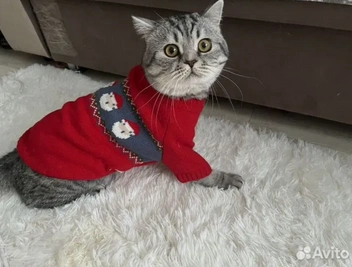 Уже даже приоделся к Новому году | Источник: сайт бесплатных объявлений